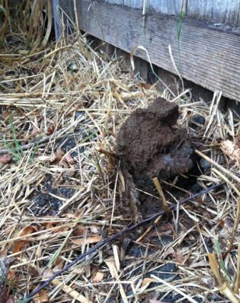  mushroom Pisolithus tinctorius