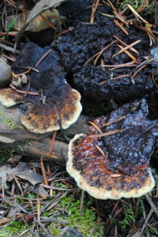 Phaeolus schweinitzii