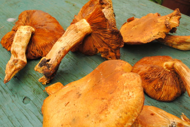 Gymnopilus spectabilis