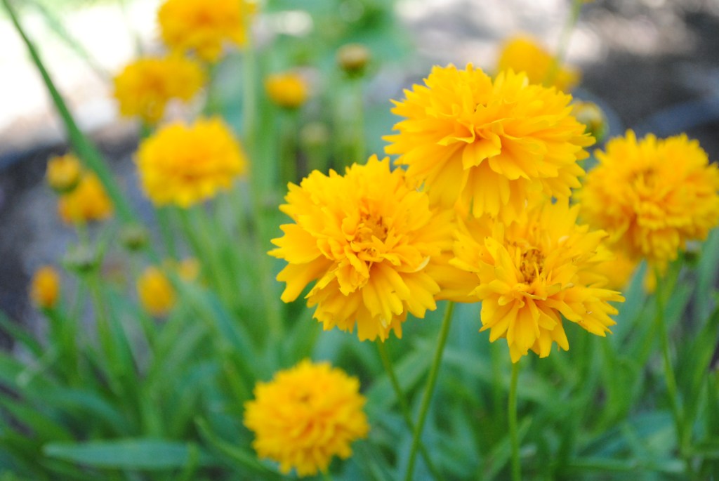 Coreopsis