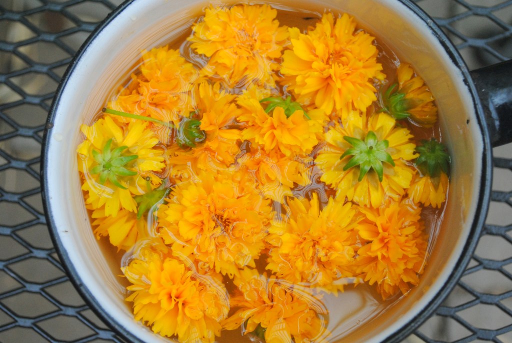 Coreopsis flowers soaking in water
