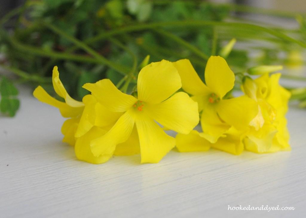 Oxalis flowers