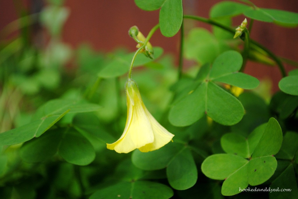 Oxalis Flowers