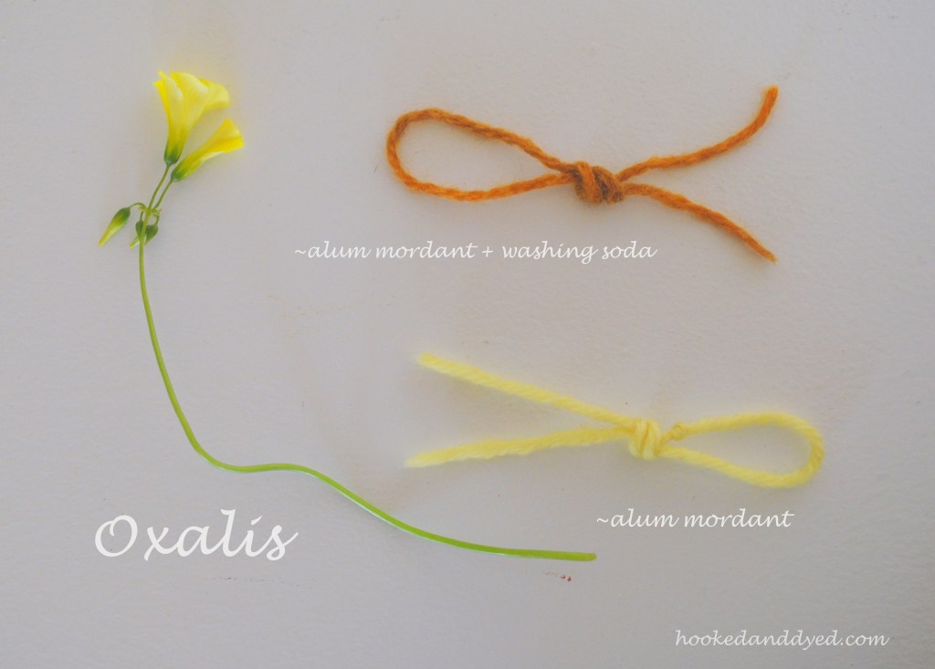 Oxalis dye, with and without washing soda