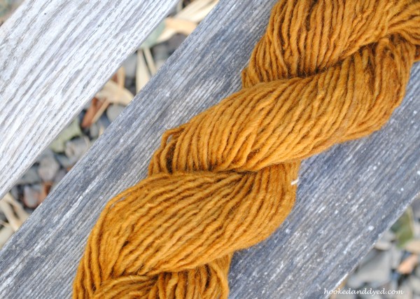 Pisolithus arhizus on lamb's wool