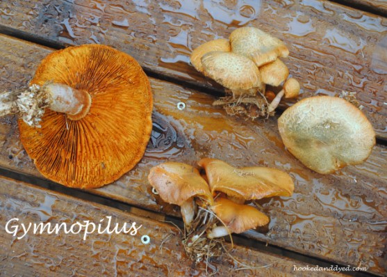 Gymnopilus mushrooms