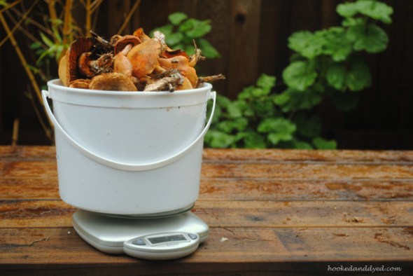 Gymnopilus mushrooms