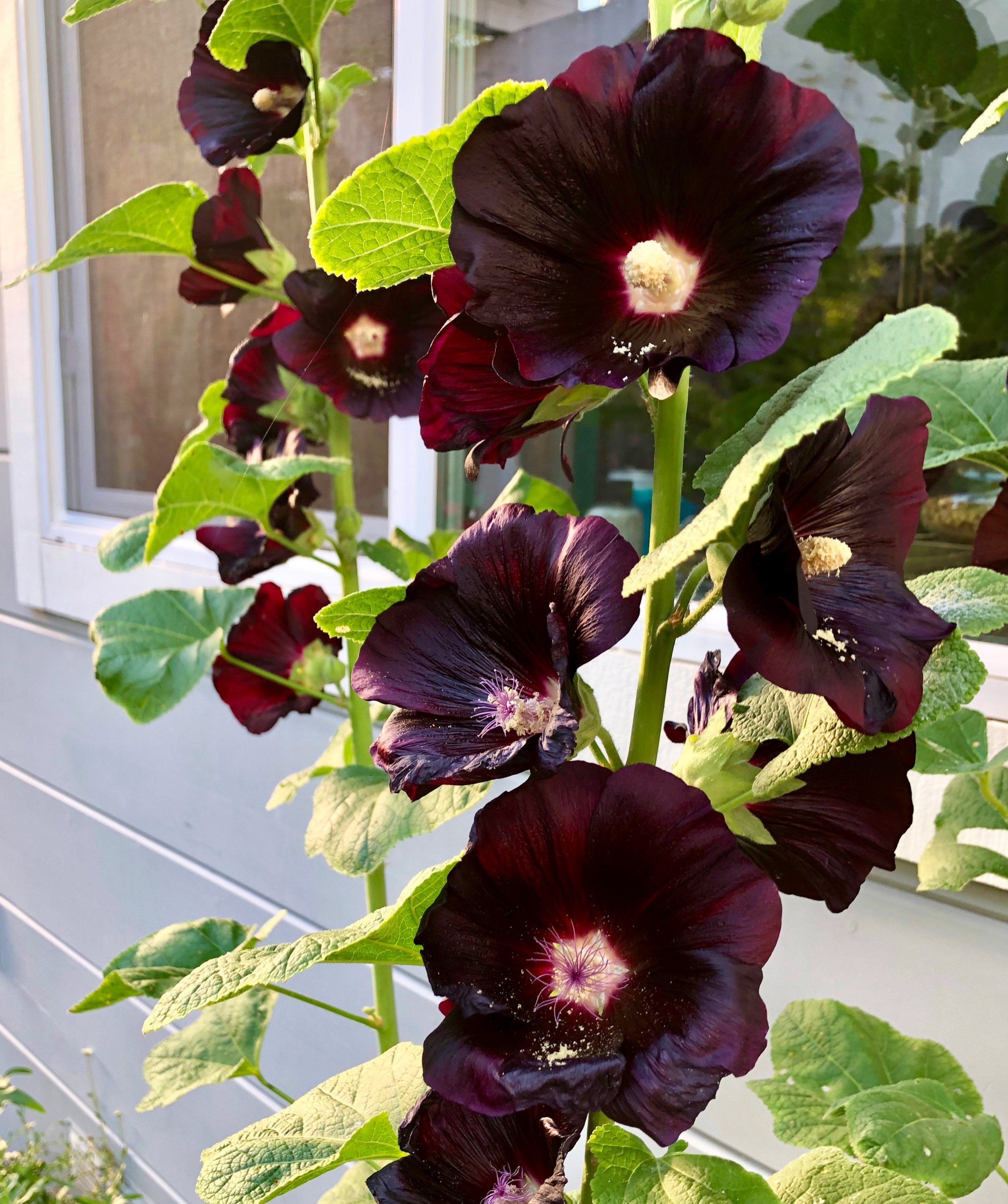 Black Hollyhock