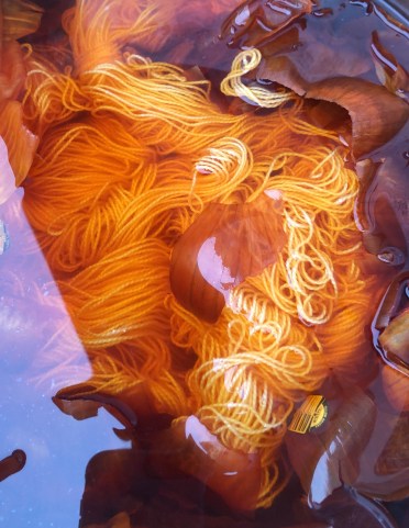 onion skins in dye pot