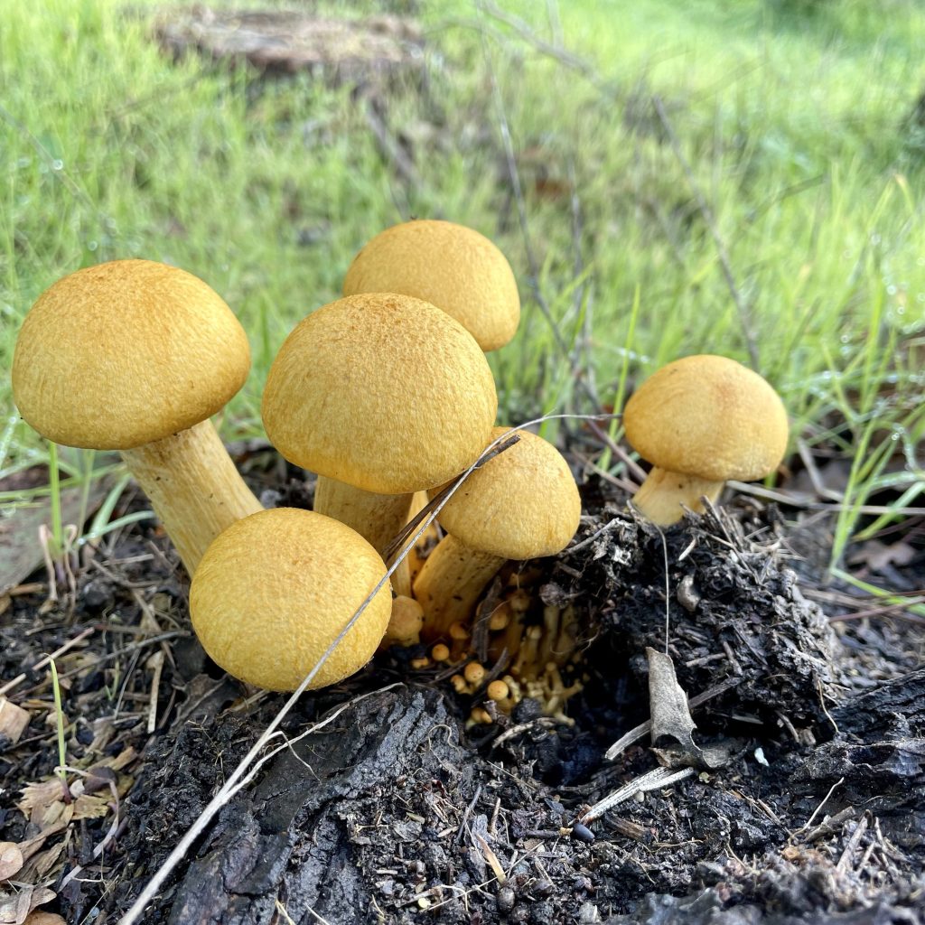 young Gymnopilus